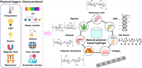 Recent Advances in Natural Polymer-based Stimuli-responsive Hydrogels ...
